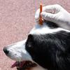 Tick Remover Tool Set Portable with Storage Case Safe Painless Removal for Dogs Cats Outdoor Hiking Travel Use