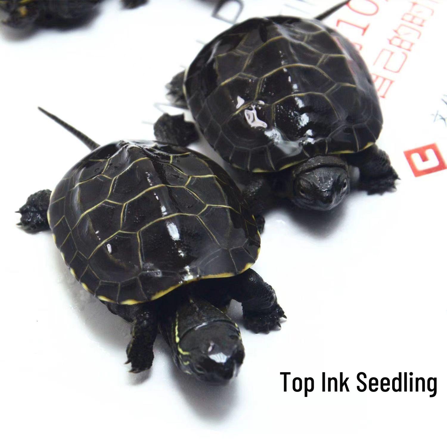 Black-Bellied Chinese Grass Turtle Hatchling - Ornamental Cold Water Pond Pet 1 female