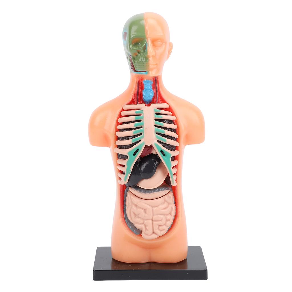 Model lidského těla, struktura kostry, vzdělávací studijní nástroje pro anatomii a fyziologii pro studenty