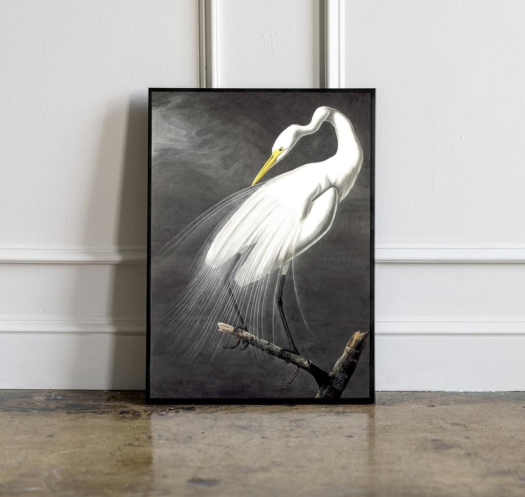 Poster White Bird Alba