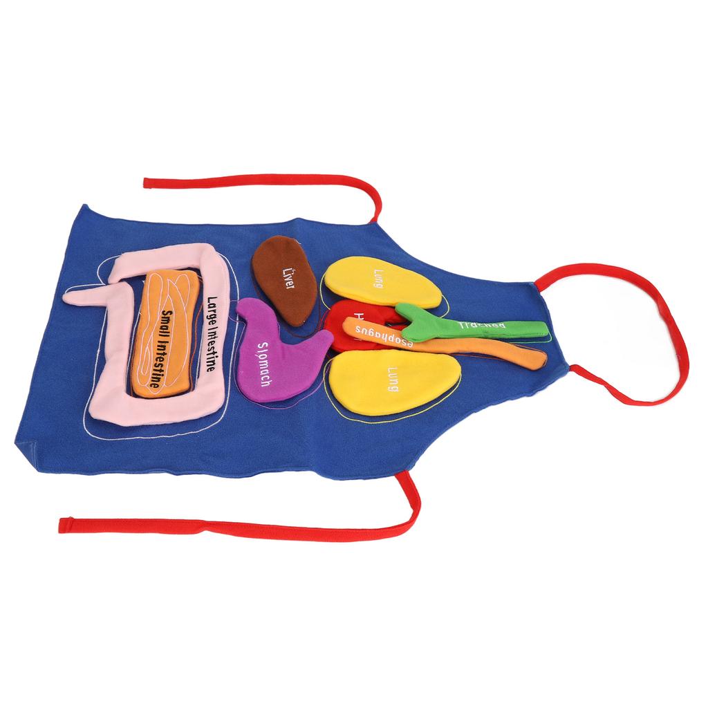 3D Zástěra s orgány Lidské orgány Anatomie Kostým Zástěra Odnímatelná Povědomí o lidském těle Vzdělávací nástroj