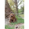 Yoshitoku Riku's Friends Brown Bear Plush Toy 30cm Soft Stuffed Animal