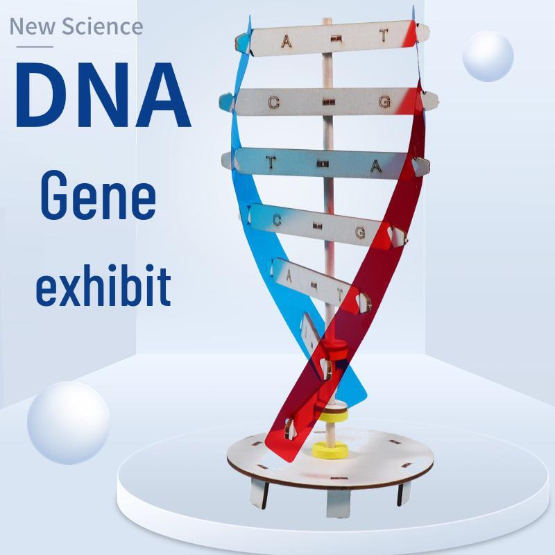 Handmade Double Helix DNA Model for Science Experiments and Human Genetics Study