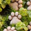 Garten- & Landschaftsgestaltung – Gartendeko