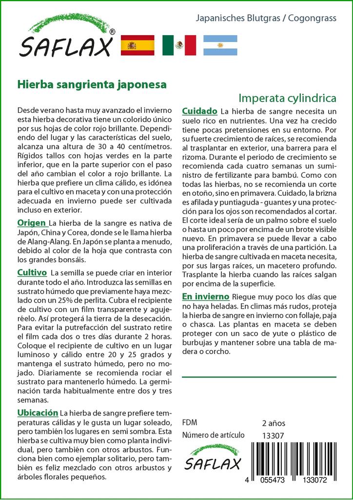 SAFLAX Garden in the Bag - Cogongrass - 50 semen - Se substrátem v padnoucím sáčku - Imperata cylindrica