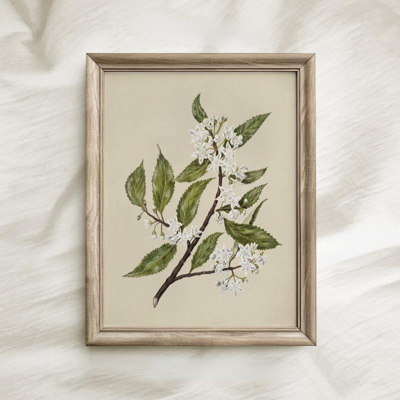 Vintage Beauty Style Botanical Flower Floral Gallery Art Poster Canvas Painting Wall Prints Picture for Living Room Home Decor