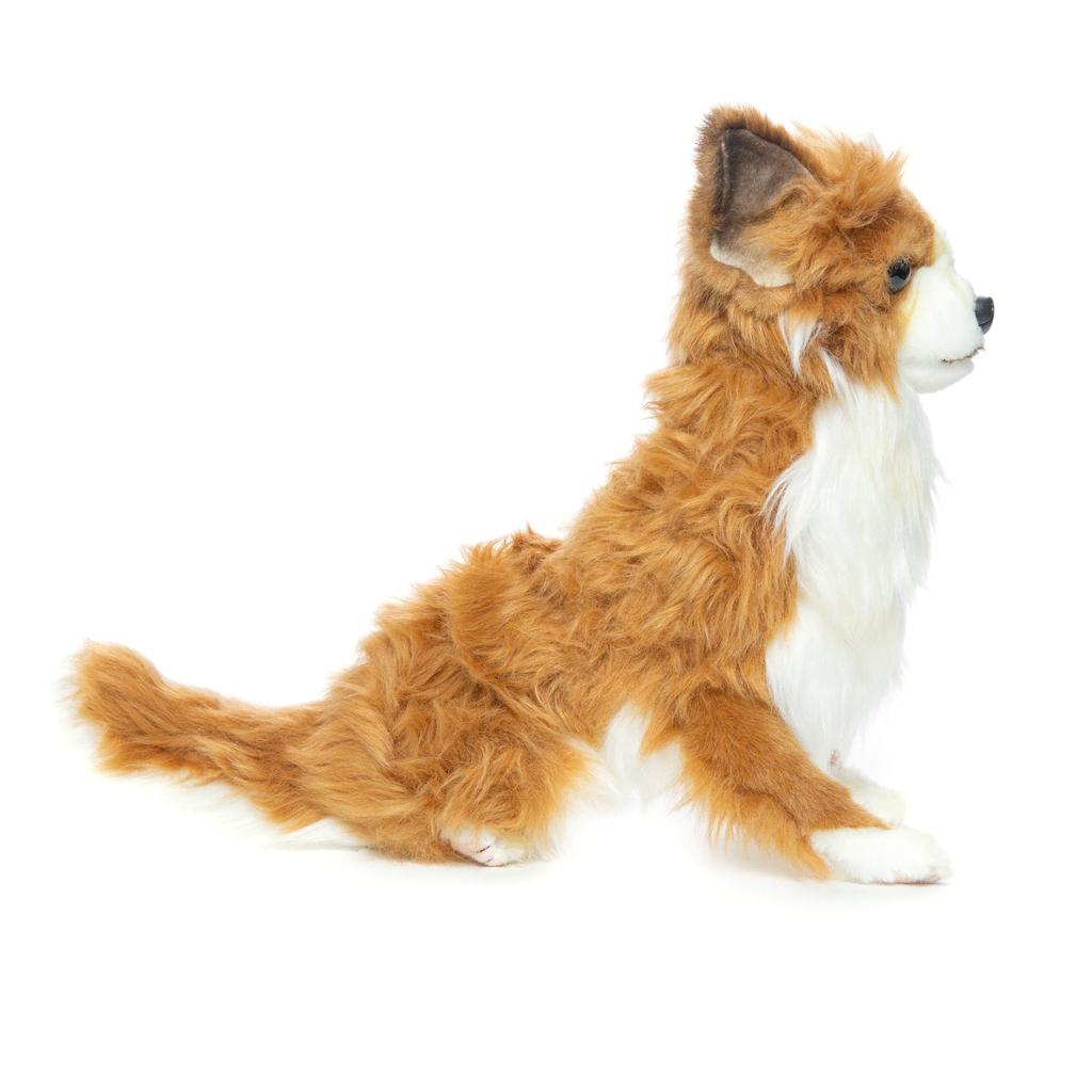 BH6502 HANSA Chihuahua 31