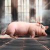 PP Cotton Filled Poultry Throw Pillows 40cm Size Pig Keychain Animal Cushion Doll Toys  Bedroom Use