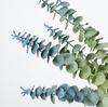 Artificial Eucalyptus Leaves for Floral Arrangements and Landscaping
