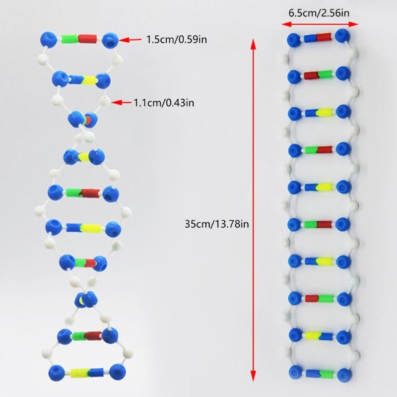 Hands On Assembly DNA Structure Model Double Helix DNA Models For Classroom Teaching Demonstration And Laboratory