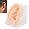 Soft Silicone Ear Model Simulation Ear Acupuncture Practice Model for Hospital Display