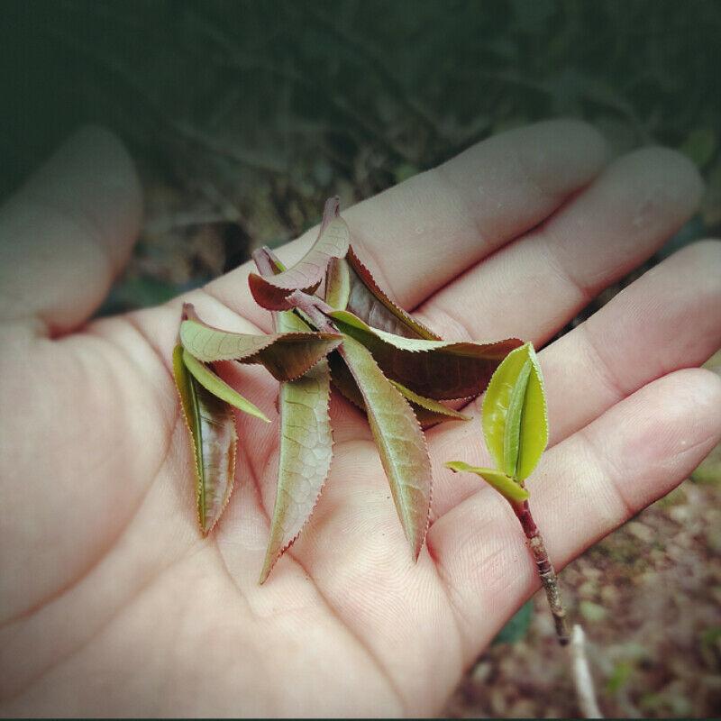 250 г. Спелый чай Пуэр 2013 года. Ферментированный чай с фиолетовыми бутонами. Черный — фото 6