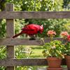 Outdoor Fence Bird Set Iron 5 Piece, Red Bird Figurines for Garden Railings, Flower Rows, Fence Lines and Yard Edges
