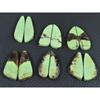 115Cts. Natural Lemon Chrysoprase Fancy Cabachon Loose Gemstone 06 Pcs Lot C-2584