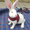 Safety Protection Ferrets Prevent Escape Rabbit Vest Bunny Leash Rabbit Harness Rabbit Leash
