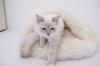 Natural Sheepskin Pet Cave - White 60 cm