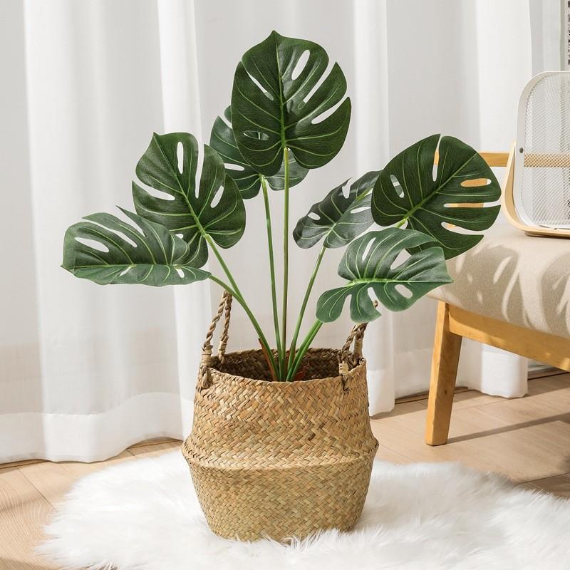 Monstera Plant Deliciosa Liebm Leaves Wall Greenery Enhancement Decor