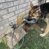 Stainless Steel Automatic Water Dispenser for Dogs - Farm Livestock Cattle Horse Goat Sheep Drinking Bowl