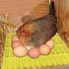 Chicken Laying Pads Washable Chicken Roosting Pad Breathable Coop Supplies Reusable Laying Mat for Poultry Farming Backyard