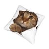 Sweet Kitten Torn Cloth Cat Lover Cat Owner Cat Lady Pillowcase Cushion Cover Decorations Throw Pillow Case Cover Home Zipper
