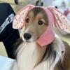New Dog Hat Fall Winter Windproof Warm Cover Cat Cute Rabbit Ears Knitted Hat Kitten Puppy Headwear Pet Earmuffs Accessories