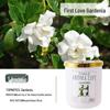 Gardenia Aroma Diffuser for Long-Lasting Indoor Scent – Ideal for Bedroom, Bathroom, or Living Room