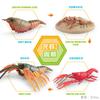 Simulation Of Marine Animal Crayfish Growth Cycle Model Crayfish Growth Process Ornament Toy