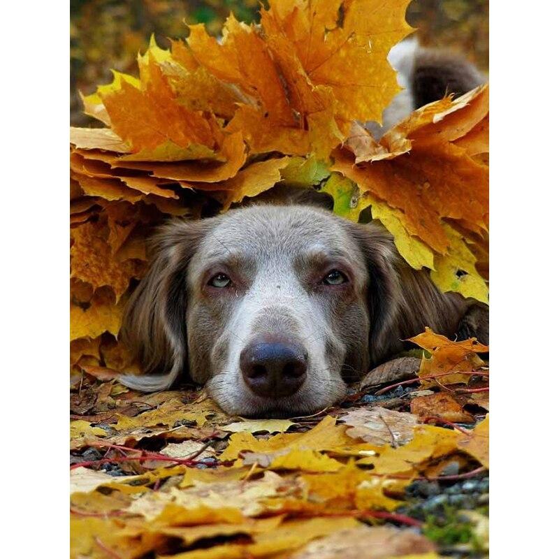 

DIY 5D алмазная живопись «Собака в кленовом лесу» Алмазная мозаика наборы для вышивки крестом украшение дома полная круглая алмазная вышивка Round 30x40cm