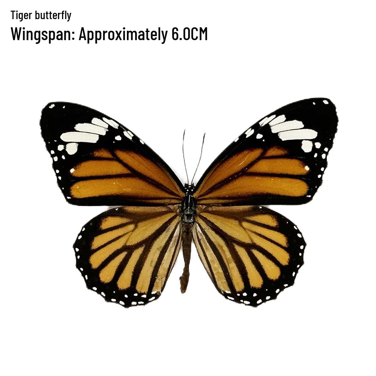 

Tiger & Green-Striped Swallowtail Butterfly Glass Display Ornament - Ideal Birthday Gift for Children