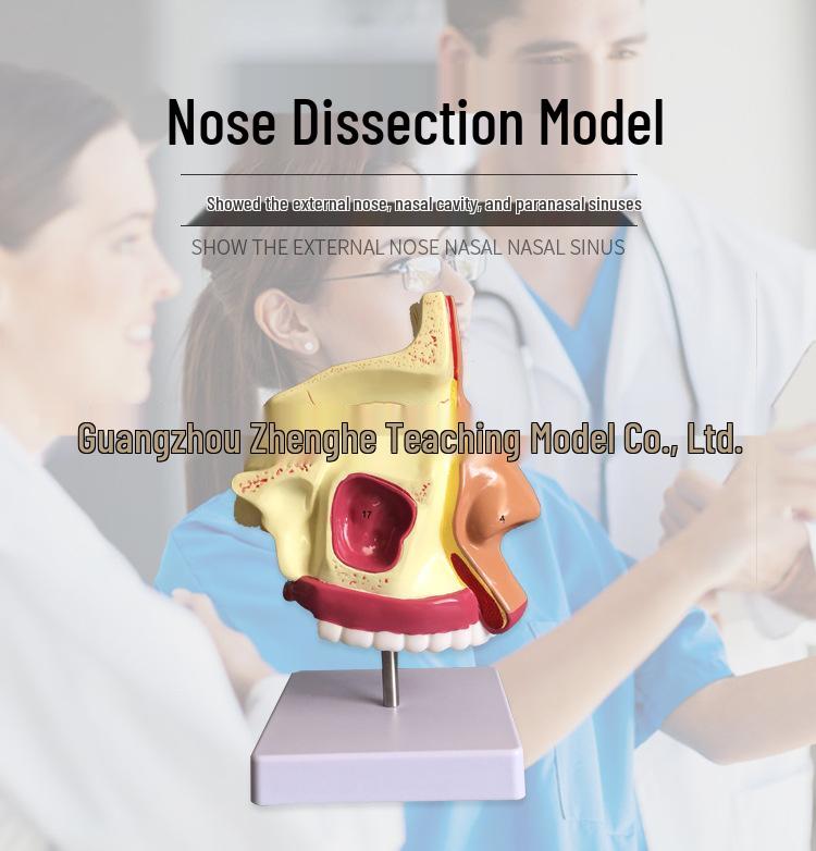 Nasal Cavity & ENT Anatomy Model: Comprehensive Oral and Nasal Structure with base 23*14*11CM