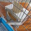 Plastic Bird Breeding and Incubation Cage - Bird House Supplies