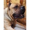 Stainless Steel P Chain Dog Collar & Leash for Large Dogs - Anti-Shock Training Pet Neck Collar