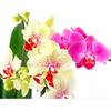 DIY 5D Diamond Painting Beautiful Flowers Diamond Mosaic Cross Stitch Kits Home Decoration Full Round Diamond Embroidery