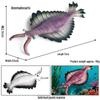 Ancient Marine Life Model: Trilobite, Eurypterid, Pikaia, Sea Scorpion, Nautilus Toy