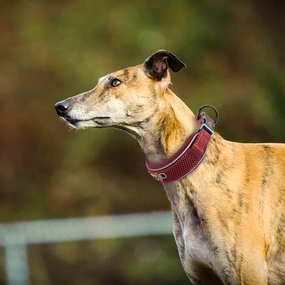 Hundehalsband Netz Atmungsaktiv Hundehalsbänder Reflektierend Haustierhalskette Langlebig Für Kleine Mittlere Große Hunde Kostenlose Gravur