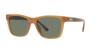 Sunglasses HC8359U CD455 52513H MILKY AMBER 56 [Coach]