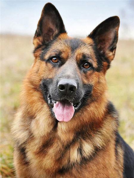 

Алмазная картина собака немецкая овчарка полная квадратная/круглая алмазная вышивка мозаика животное домашний декор Full Round 20x30CM