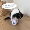 MLB Offizielles Los Angeles Dodgers Shohei Otani Spielermodell Hund Baseball Spielzeug Spielzeug Baseball Los Angeles Dodgers Haustier