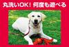 Kong Dog Toy Kong Wava 7 Solutions Using Kong Separation Barking Crate Weight Educational Toy for Dog Training Red (Crunch, Hardness, Anxiety,