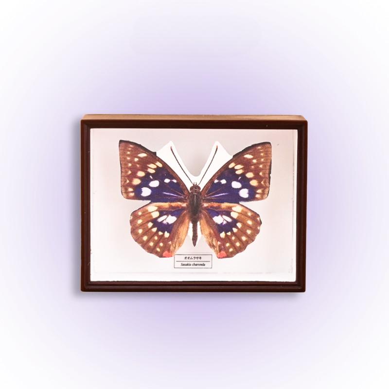 Capsule Gachapon Toy Acrylic Specimen Butterfly Model Ornaments Figure Accessories Gashapon Decoration