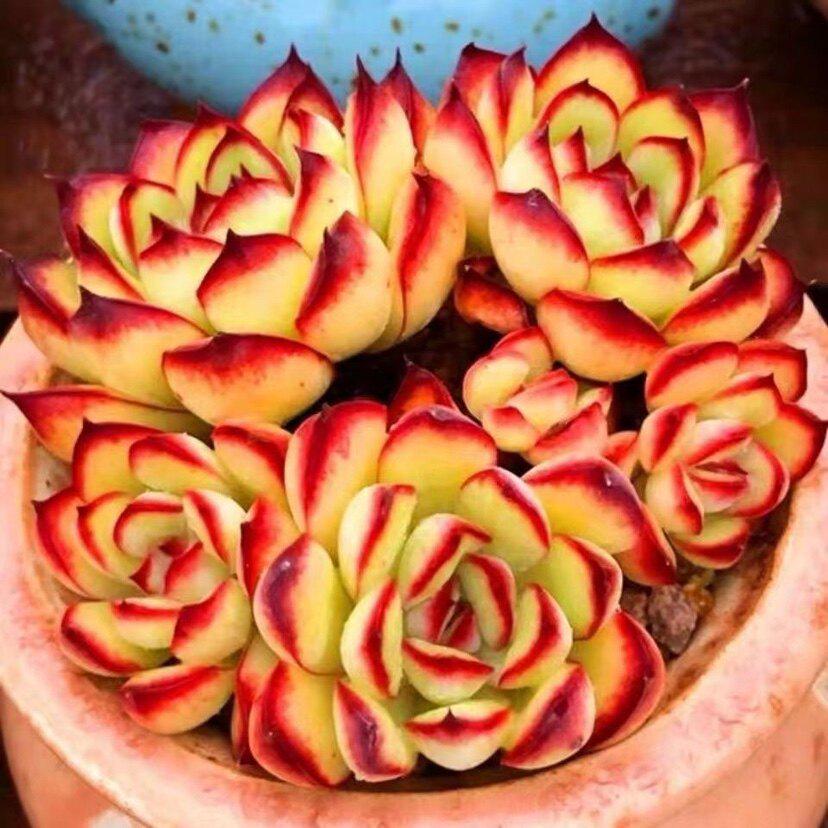 Lingyin Multi-Headed Succulent Planter: Creative Beginner's Office Plant for Radiation Protection