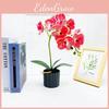 Simulated Phalaenopsis Potted Artificial Flower Desktop Ornament Decoration