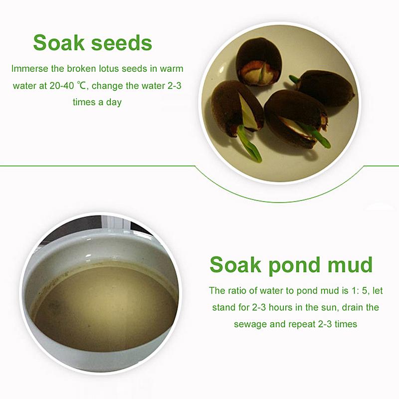 200g Błoto Rzeczne Stawowe Błoto Staw Lotosowy Kwiat Lotosu Nawóz Miska Lotos Wodny Lotos Specjalne Rośliny Wodne Gleba Odżywcza
