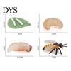 4Pcs/5Pcs Frog Tarantula Butterfly Bee Animal Growth Observation Model Toys