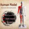 85CM Human Acupuncture Anatomical Model with Clear Engraving and Half-Muscle Design
