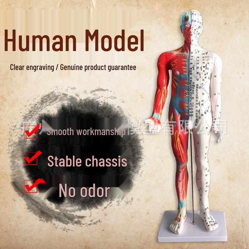 85CM Human Acupuncture Anatomical Model with Clear Engraving and Half-Muscle Design 85CM