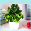 Potted Chrysanthemum Plant Decor For Tabletop Display And Gift Giving
