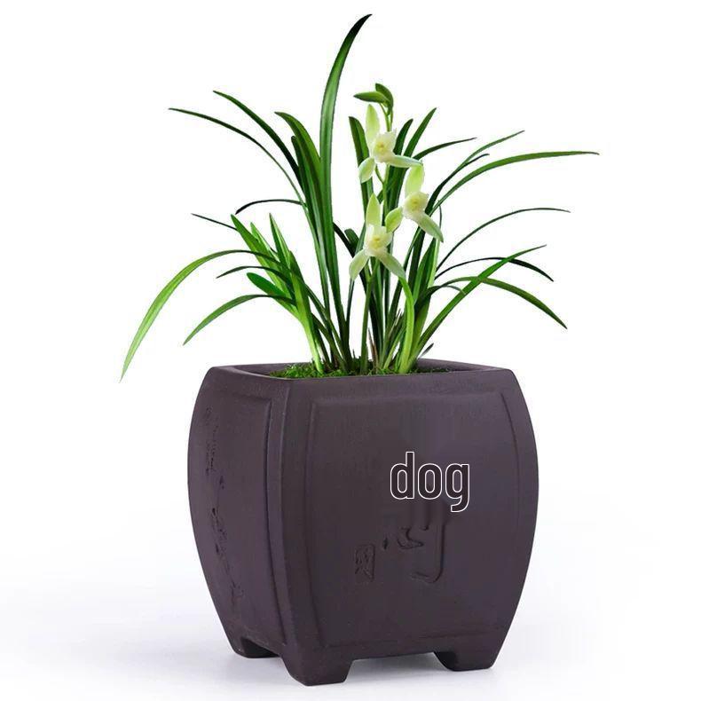 Orchid Large Ceramic Cliff Pot - Breathable, Creative Design for Home or Office