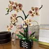 Adult Orchid Construction Block Set, Plant Series Suitable For Household And Office Decoration, Christmas Gifts, Valentine'S Day Gifts, Mother'S Day
