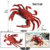 Ocean Crab Simulation Toy Set: Includes Hermit, Swimming, and Three-Spot Plastic Models